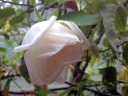 Die Witzleben Rose