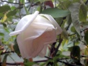 Die Witzleben Rose